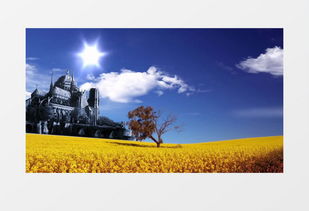 蓝天白云下的金黄色麦田