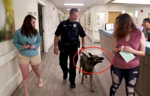 警犬在执行任务中受伤