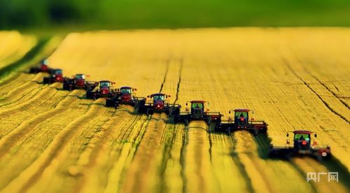 新一季夏粮即将上市，农民笑了！今年收成如何？