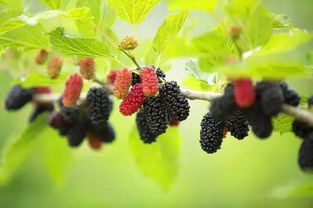 我在山间采摘桑葚