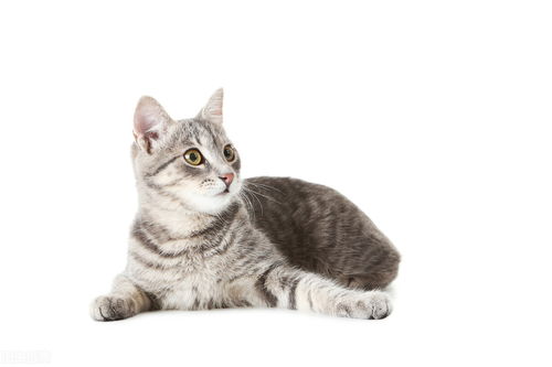 剽悍一只猫：今日碎碎念｜简书爆文背后的思考与生活感悟