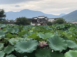 《红楼梦》最自由的旅行家薛宝琴：大观园里的云游诗人，她像流星划过贾府，却活成了所有女孩的梦！