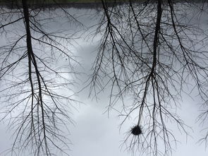 小区来怪鸟，叫声像机关枪！深夜‘哒哒声’引发邻里热议