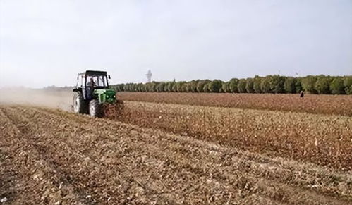 终于有电影讲讲新疆棉花故事了