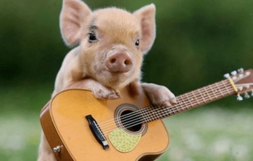 猪嗅地面找松露