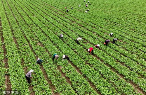 中国巴西合作背后有哪些深意？这些细节你可能还不知道！