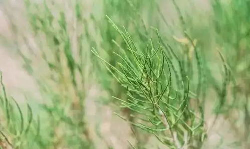 中拉论坛十年路：从稚嫩幼苗到挺拔大树，我亲历的南南合作奇迹