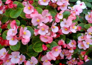 木芙蓉四季变化