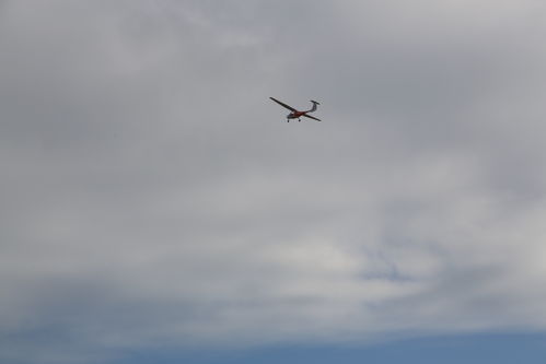 天空中飞翔的大鹏与朝阳共舞