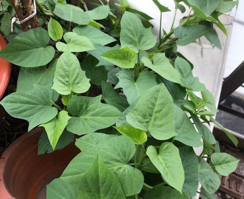 阳台上的红薯叶