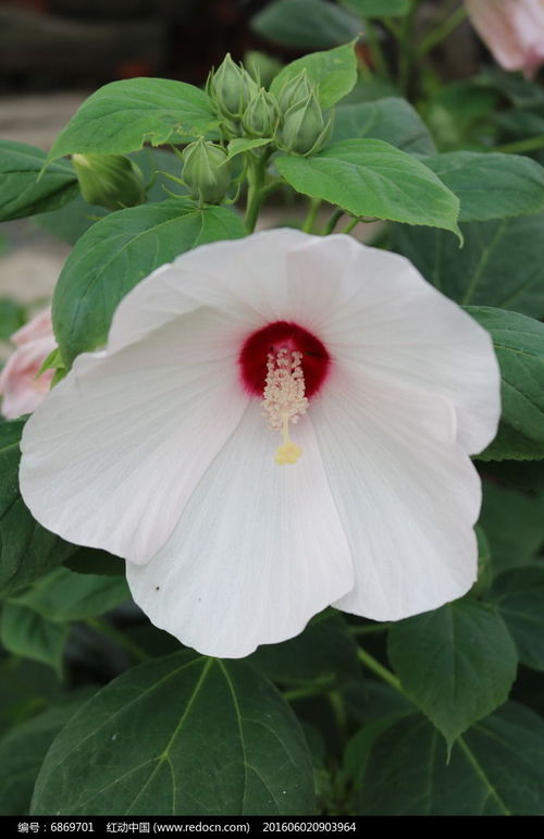 我眼中的木芙蓉：秋日里那一抹醉人的胭脂红