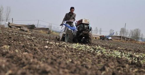 一位农民站在被盗挖的田地边神情失落