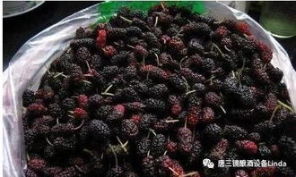 为母亲摘桑葚泡酒，一份藏在瓶子里的孝心