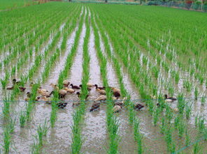 从“脑时代”转向“心文明”，我亲历的生态觉醒之路