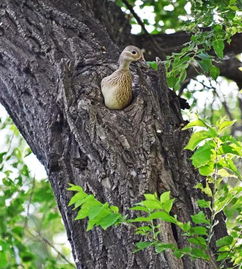 鸳鸯宝宝被困树洞，众人合力救援！我亲眼见证这场暖心行动