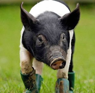 猪是一种动物，它的用途都有哪些？看完这篇你就明白了！