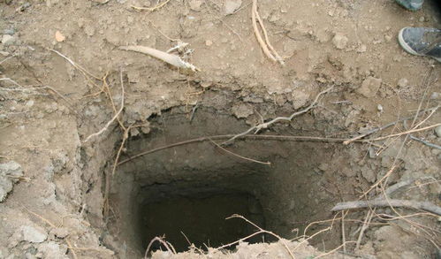 4亩黄精被盗挖三年心血毁于一旦｜土地上的悲剧谁来守护？