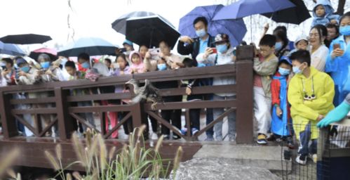 小鸳鸯被放归自然