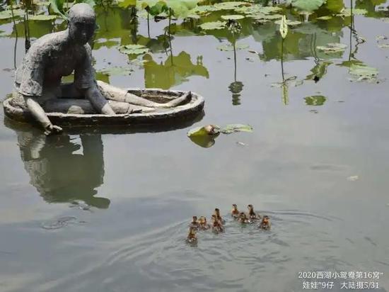 鸳鸯妈妈带领宝宝游向湖心