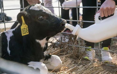 认养一头牛广告引发争议现场图片