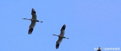 美国加州50多只鸟空中突然爆炸，目击者震惊！真相竟出人意料？