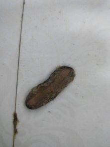 正新鸡排被曝鸡腿生蛆，食品安全再敲警钟！