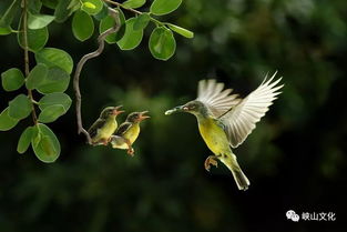 专家在树林里检查鸟的尸体