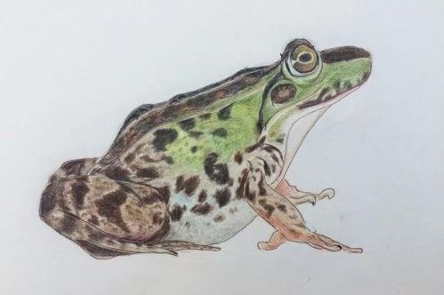 牛蛙在水中捕食小鱼