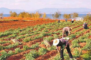 一位农民在石榴园中劳作