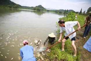 一群人在河边有序放生鱼苗