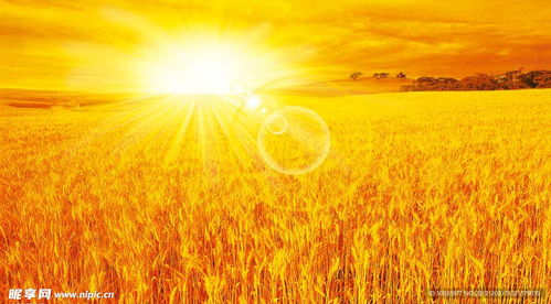 金黄的麦田与远处的青山