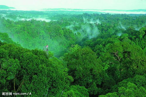 崂山风景中的绿色植被与自然环境