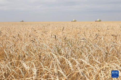 干涸的农田与枯萎的小麦