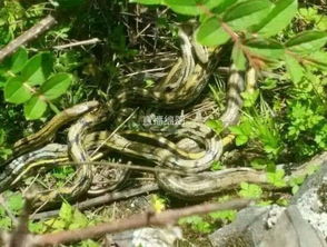 崂山游玩时遇到的蛇缠绕在树上