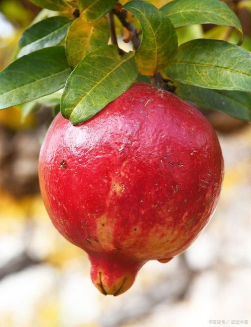 成熟的石榴挂满枝头