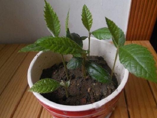 静静生长的小树苗