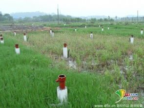 村民在田间查看干旱情况