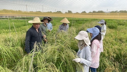 以设计为笔，书写延边大米百年史诗——李锦雄总监的品牌叙事艺术
