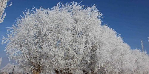 高原牧人放牧场景
