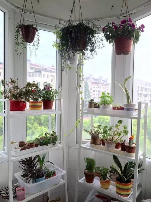 阳台上摆放的绿植