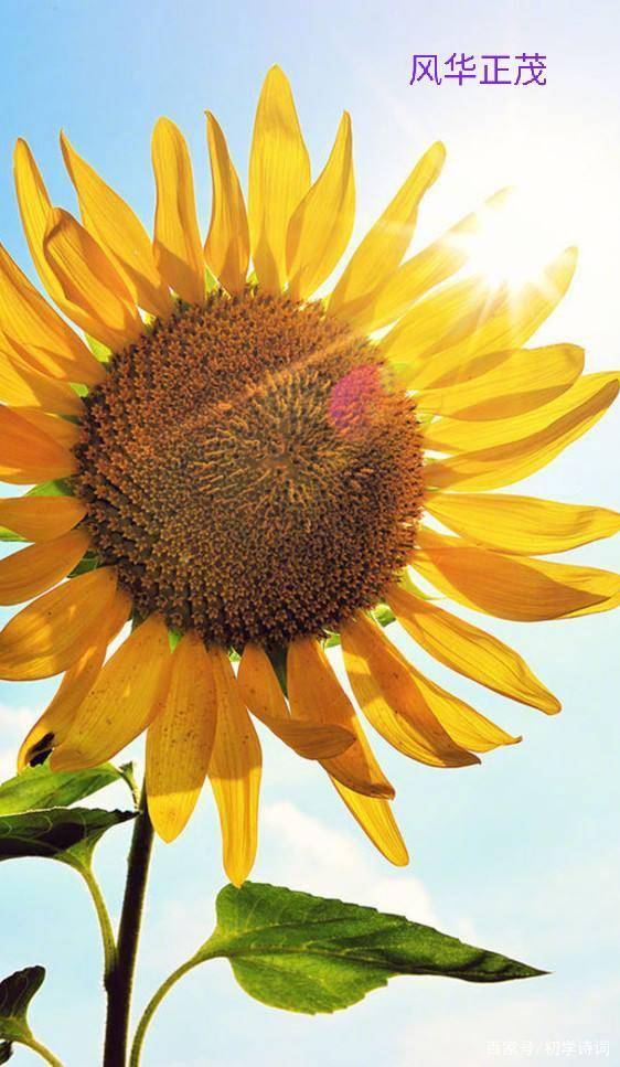 亲子共同制作太阳花的情景