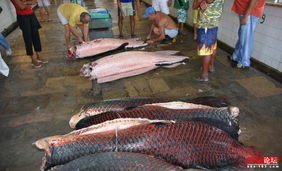 广西男子将巨型鱼绑车尾游街引热议，交警介入处理！