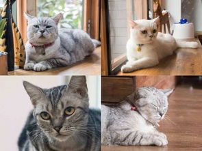 Catsu The Cat 店铺内部