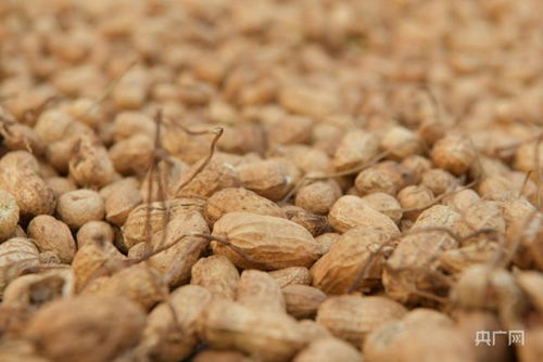 又到一年夏收季！一起打开丰收的地图｜金秋时节，每一帧都香甜