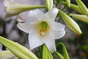 一朵盛开的白色百合花