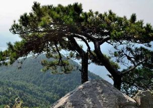 黄山青松搭子请就位！百度AI生态布局再升级，济南签约引爆科技圈