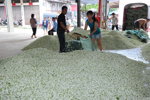 茉莉花市场交易现场