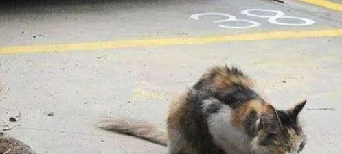 观察小猫咪的日常：一只流浪猫如何治愈了我的生活