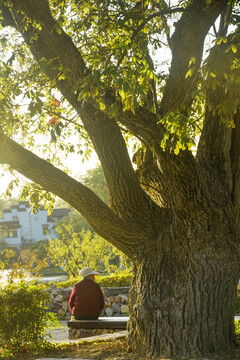 古树下打坐的老者