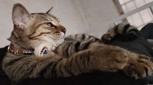 猫咪主人杯插画